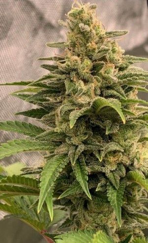 Flame Thrower-Greenway Solutions-3 Seeds