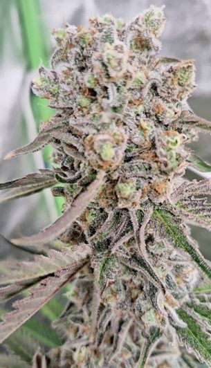 Margarita-Greenway Solutions-3 Seeds