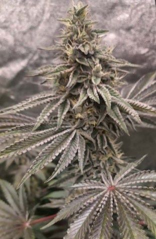 Toke a Cola-Greenway Solutions-1 Seed