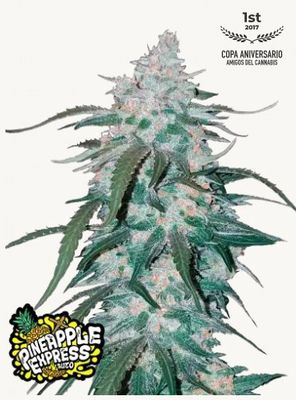 Pineapple Express Auto-420 Fast Buds-3 Seeds