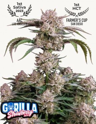 Strawberry Gorilla Auto-420 Fast Buds-3 Seeds