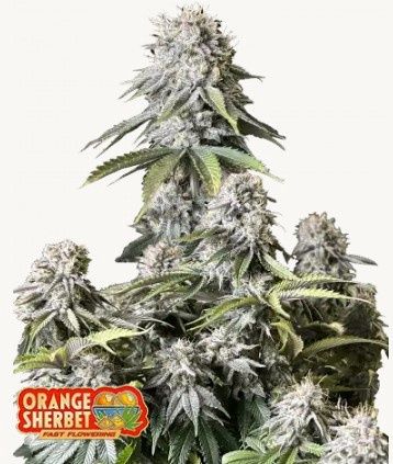 Orange Sherbet Fast Flowering-420 Fast Buds-3 Feminized Seeds