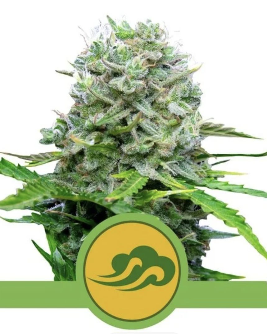 Royal Bluematic Auto Seeds-Royal Queen Seeds-3 &amp; 5 Seeds, Seeds per Pack: 3 Seed Pack