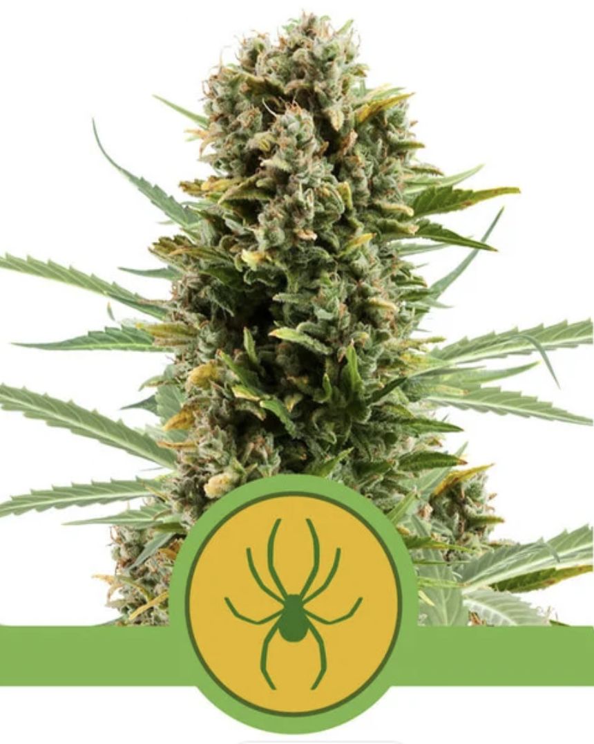 White Widow Auto Seeds - Royal Queen Seeds-3 and 5 Seeds, Seeds per Pack: 3 Seed Pack