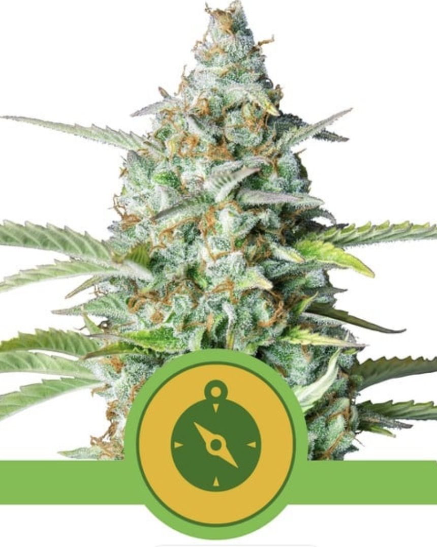 Northern Lights Auto-Royal Queen Seeds-3 Seeds, Seeds per Pack: 3 Seed Pack
