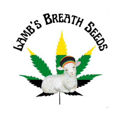 Lamb&#39;s Breath Seeds