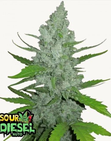 Sour Diesel Auto Original-420 Fast Buds-3 Seeds