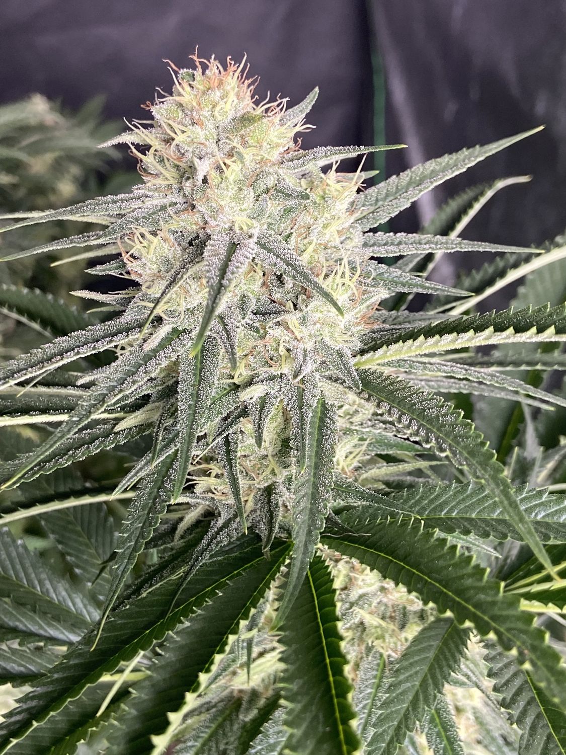 Franken Orange Seeds - B.P. Seed Co