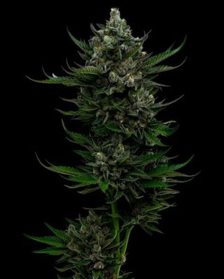 All Gas OG-Humboldt Seed Co-5 Seeds