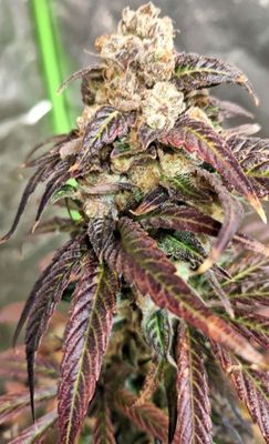 See Alice-Greenway Solutions-1 seed