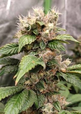 Helen&#39;s Melons-Greenway Solutions-1 Seed