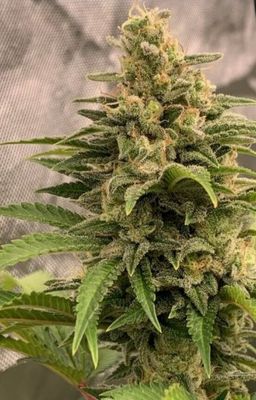 Flame Thrower-Greenway Solutions-1 Seed