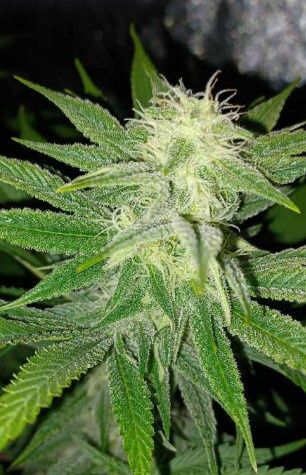 Hazebanger-Greenway Solutions-1 Seed