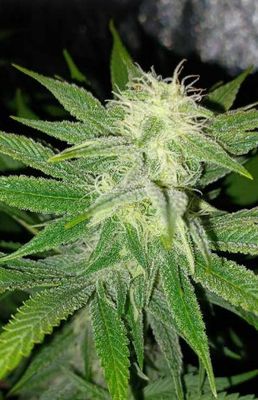 Hazebanger-Greenway Solutions-1 Seed