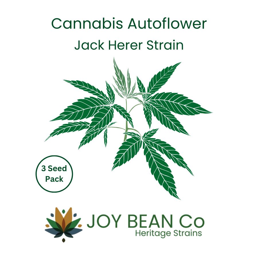 Jack Herer Auto - JOY BEAN Co - 3 Seeds