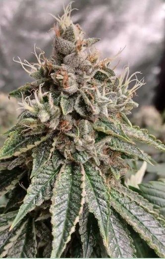 Triangle Headbanger-Greenway Solutions-5 Seeds