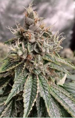 Triangle Headbanger-Greenway Solutions-5 Seeds