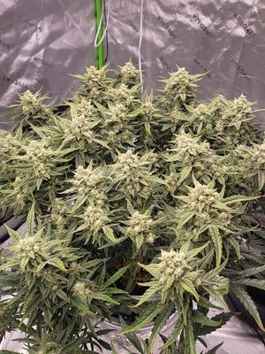 Gorilla Cookies-North Star Budz-3 Seeds