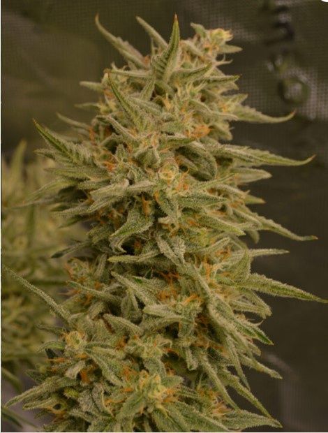 Gorilla Whiskey-North Star Budz-3 Seeds