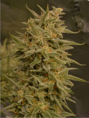 Gorilla Whiskey-North Star Budz-3 Seeds