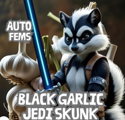 Black Garlic Jedi Skunk-Nancy Own-5 Autoflower Feminized Seeds