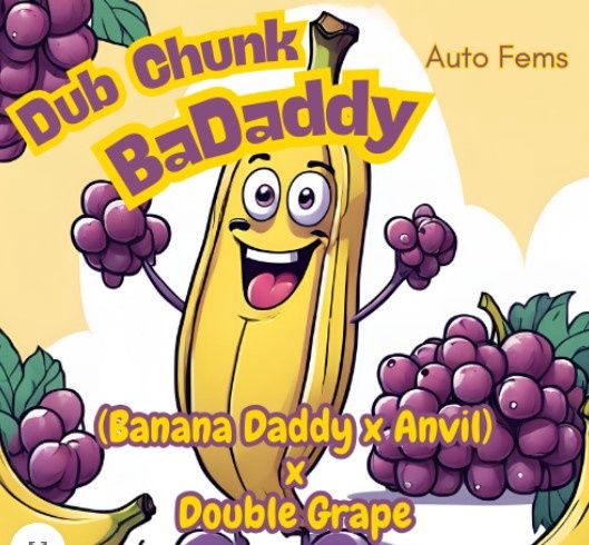 Dub Chunk BaDaddy-Nancy&#39;s Own-5 Autoflower Feminized Seeds