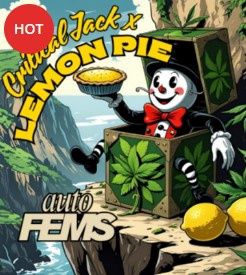 Critical Jack x Lemon Pie-Nancy&#39;s Own-5 Autoflower Seeds