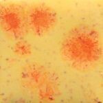 S2729 Citrus Splash 4oz.