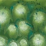 S2715 Spotted Kiwi  4oz.