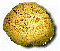 Sponge  Sheepwool