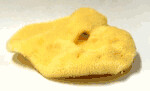 Sponge Elephant Ear, (Greek) lg.