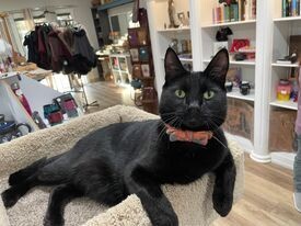 Black Cat Oil - Essence Of Earl