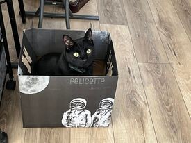 Black Cat Oil - Dash Of Duchess