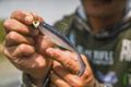 Googan Baits Saucy Swimbait Head