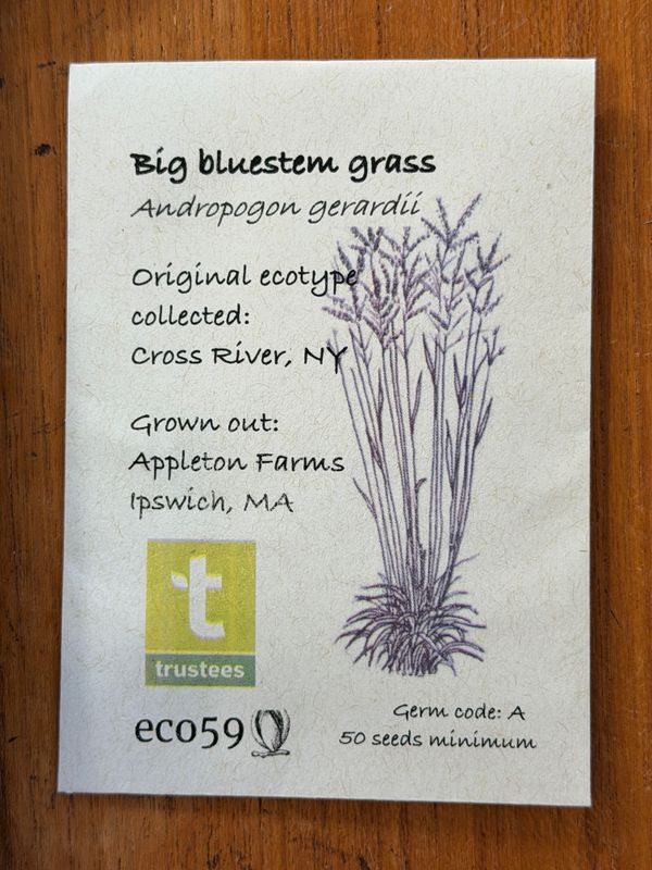 Big Bluestem Grass Seeds
