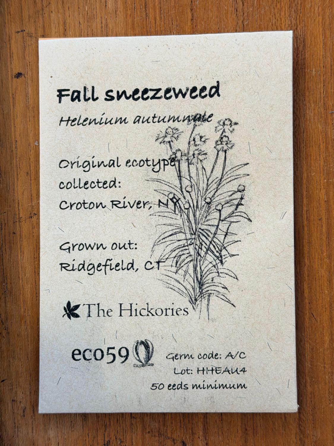 Fall Sneezeweed Seeds