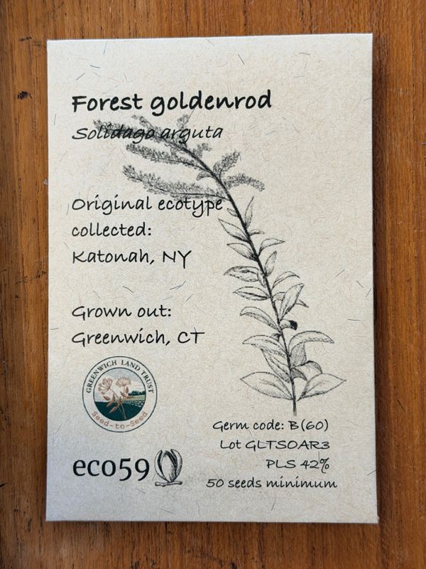 Forest Goldenrod Seeds
