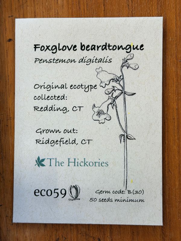 Foxglove Beardtongue Seeds