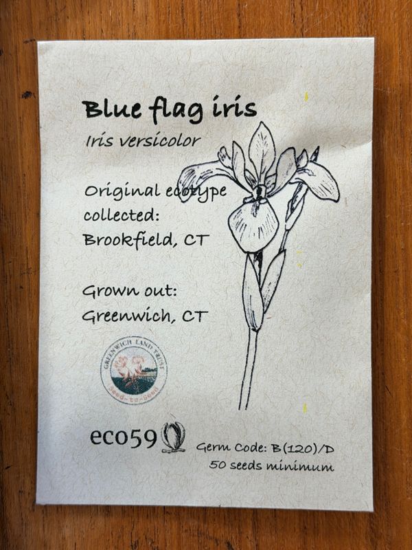 Blue Flag Iris Seeds