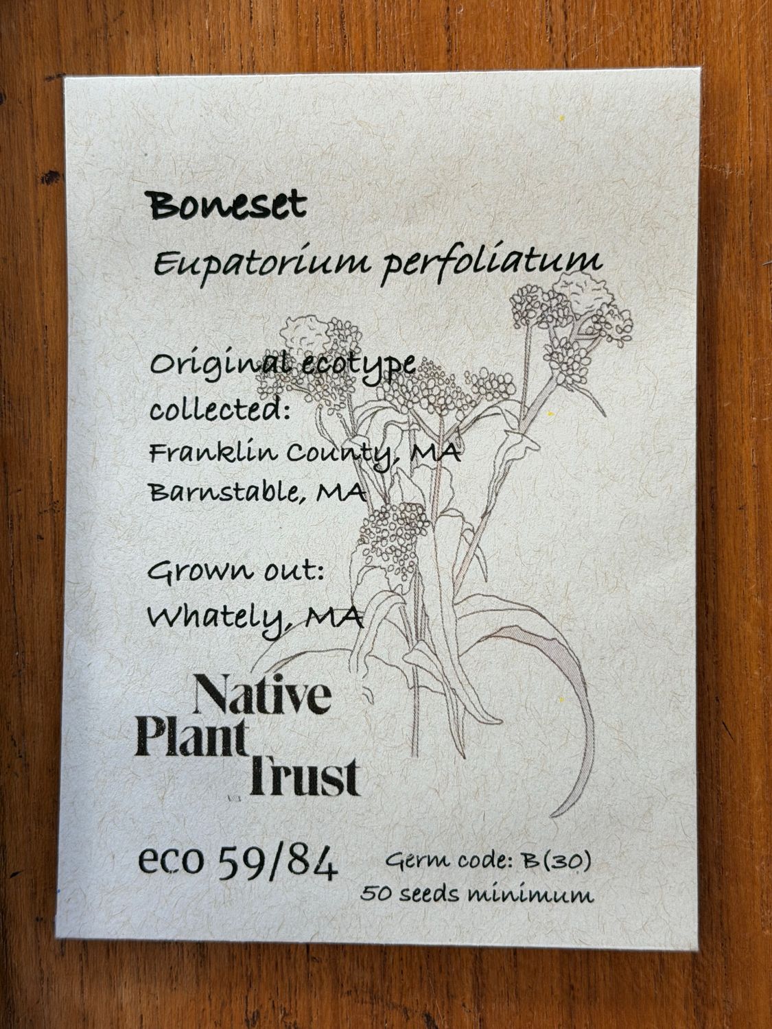 Boneset Seeds