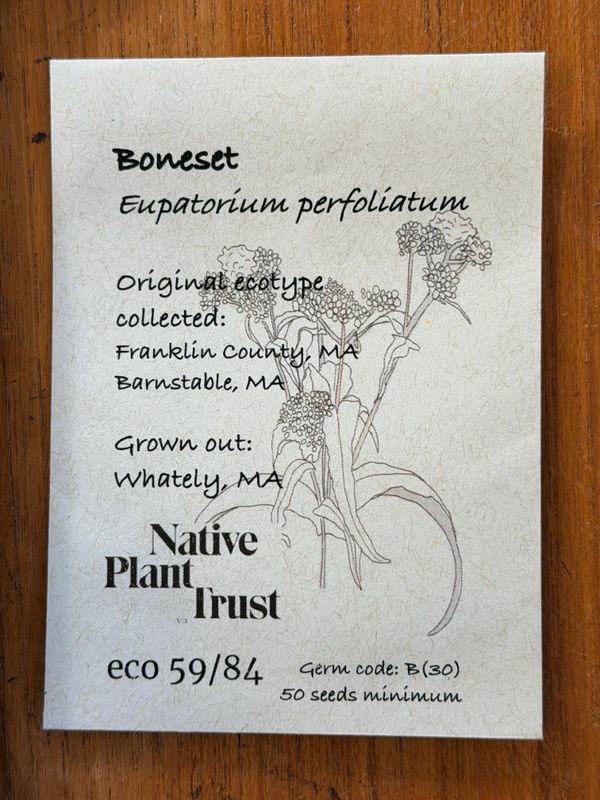 Boneset Seeds