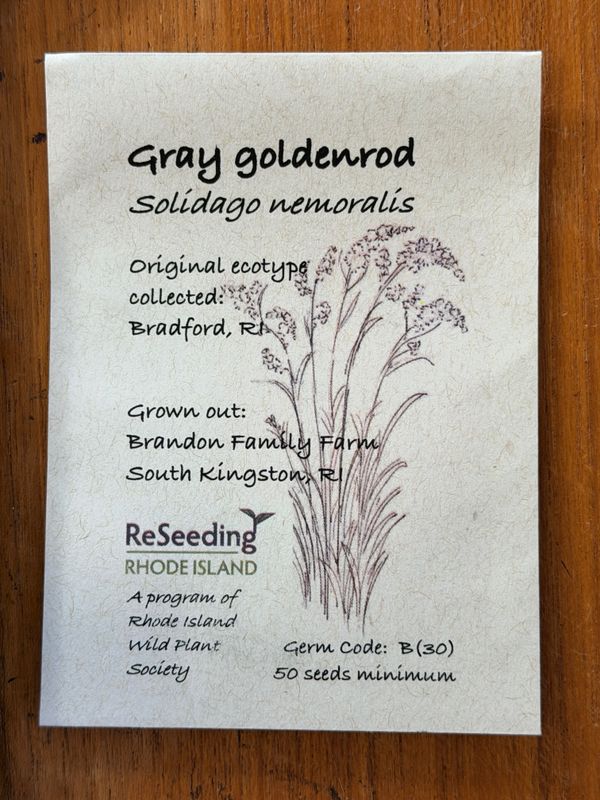 Gray Goldenrod Seeds