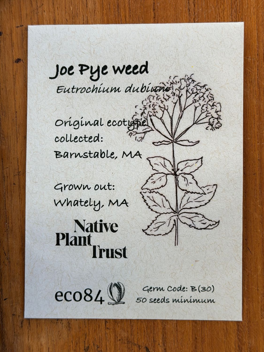 Joe Pye Weed Seeds