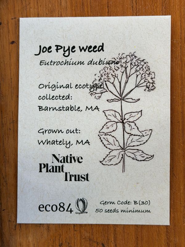 Joe Pye Weed Seeds