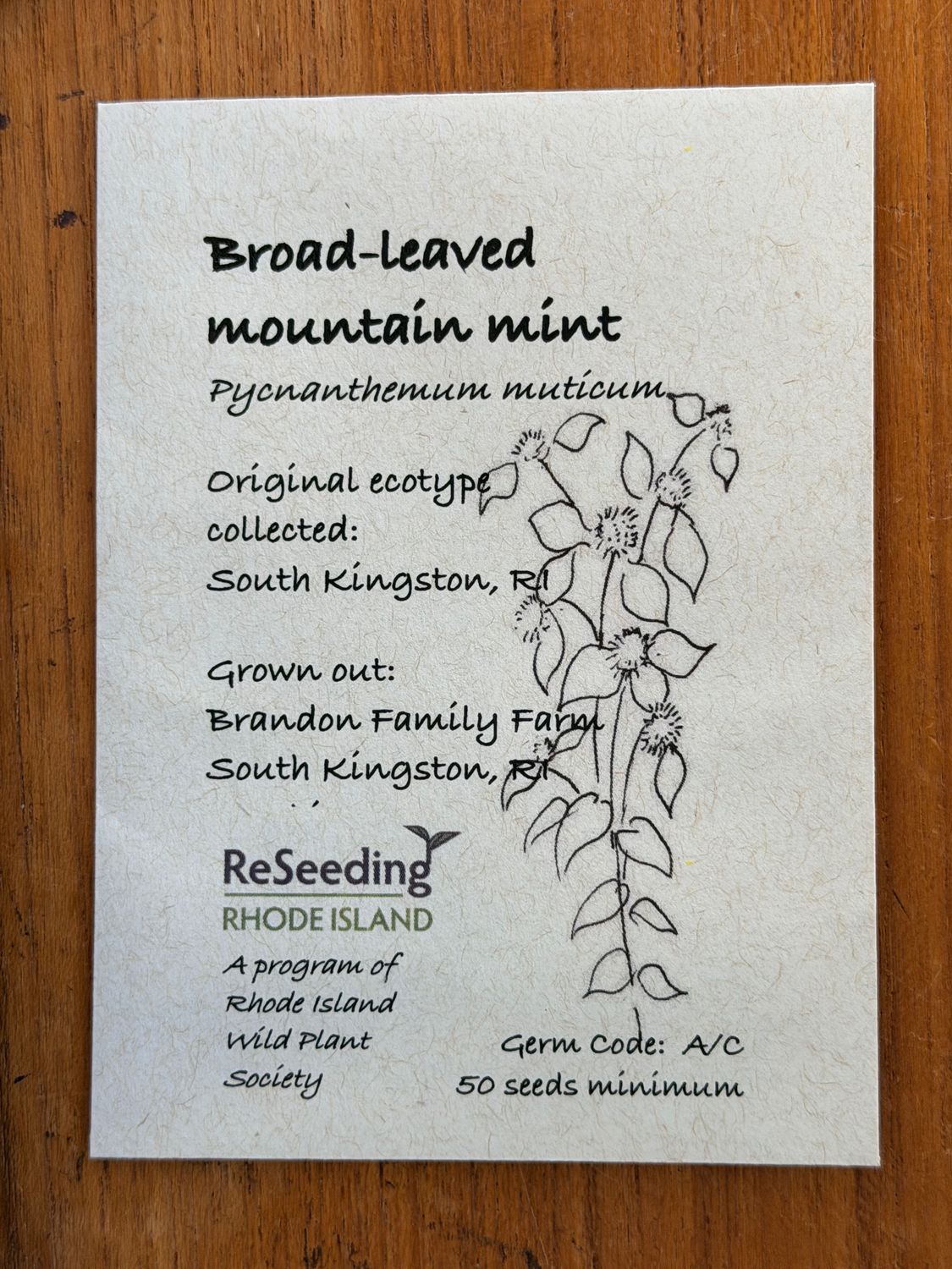 Broad-leaved Mountain Mint Seeds
