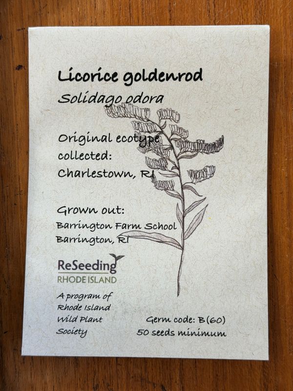 Licorice Goldenrod Seeds