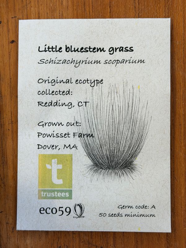 Little Bluestem Grass Seeds