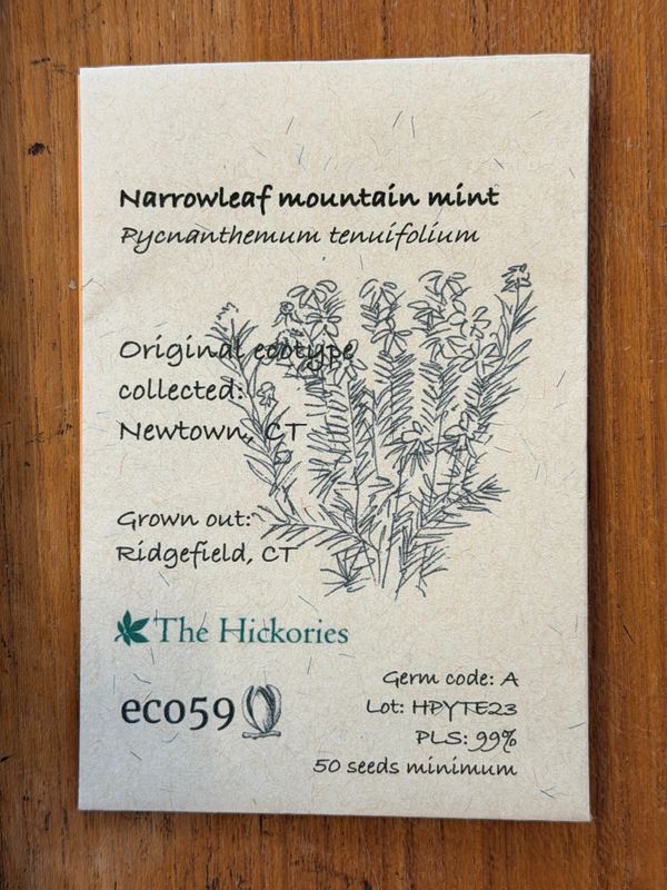 Narrowleaf Mountain Mint Seeds