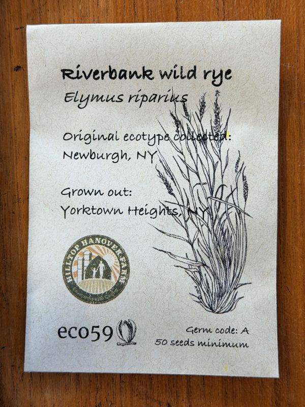 Riverbank Wild Rye Seeds