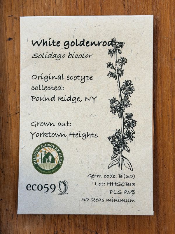 White Goldenrod Seeds